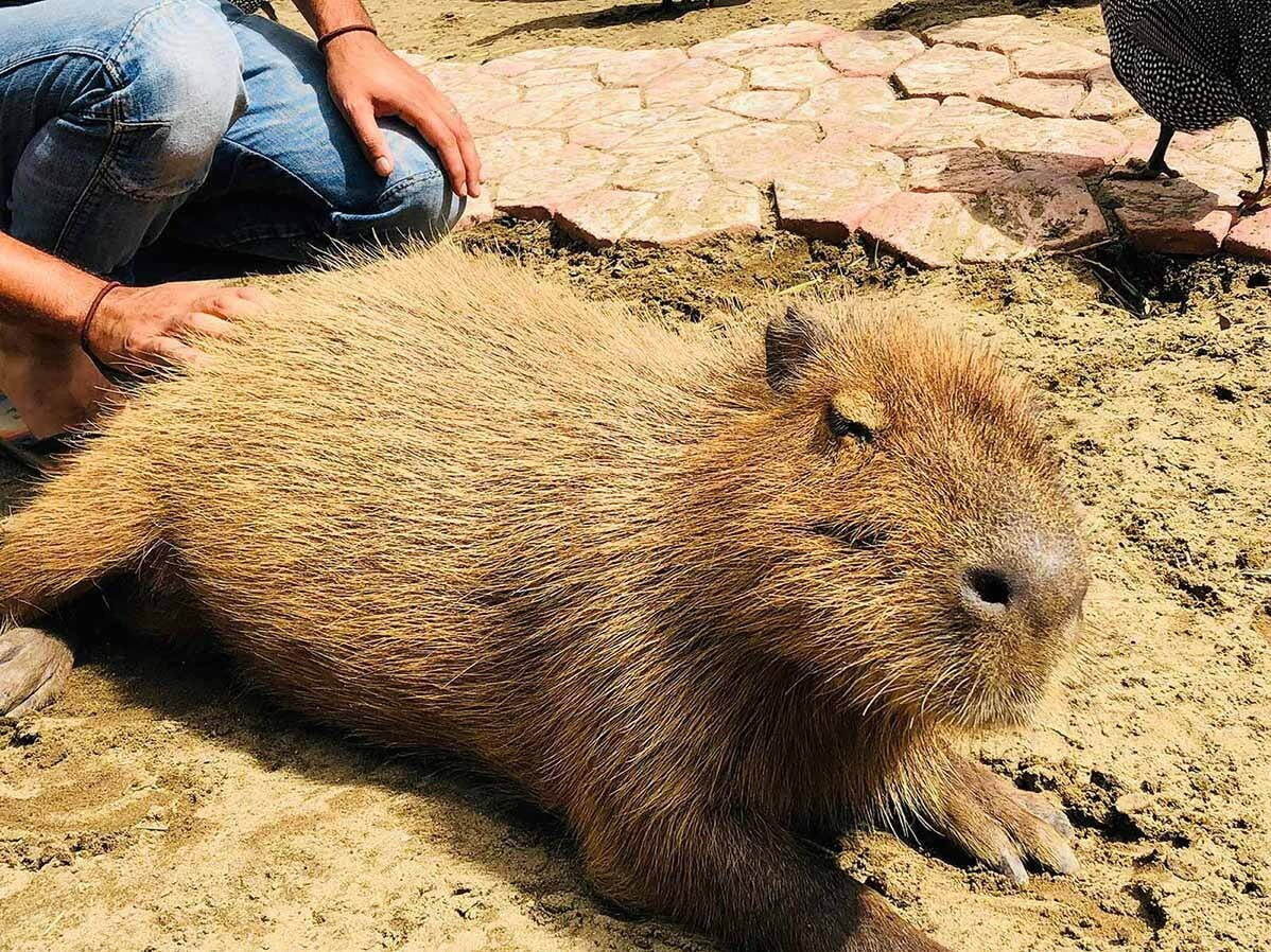 ザ・バンブーフォレスト 画像1枚目