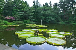 神代植物公園 - 写真6