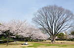 北の丸公園 画像2枚目