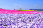 Flower village 花夢の里 画像1枚目