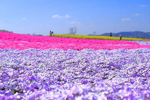フラワーヴィレッジ 花夢の里