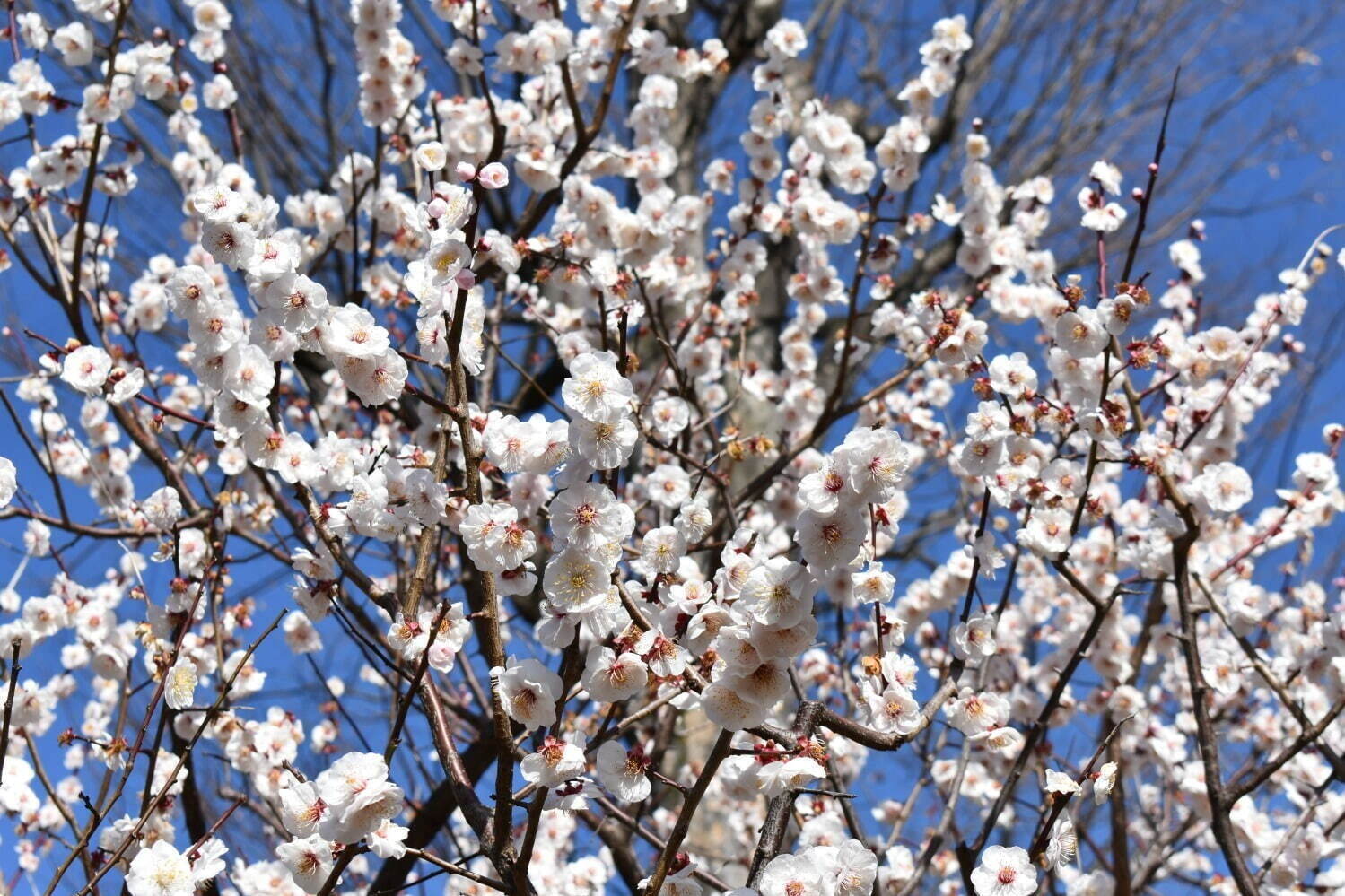 羽根木公園 画像2枚目