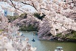 千鳥ヶ淵緑道