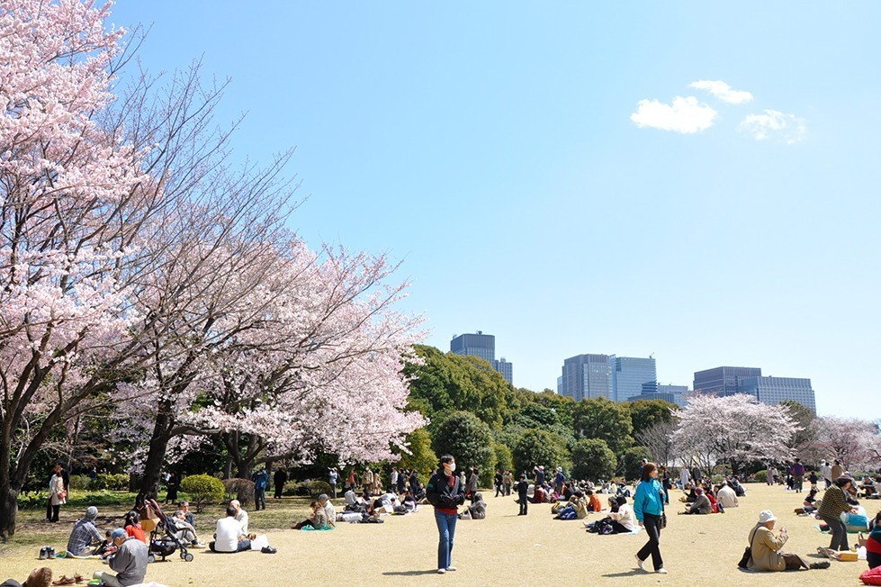 【東京都】皇居東御苑の桜