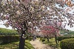 やなせ苑