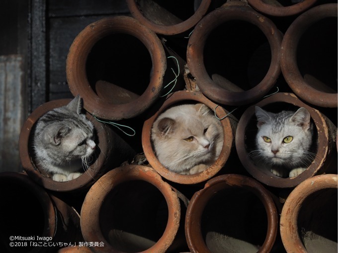 ねことじいちゃん - 写真10