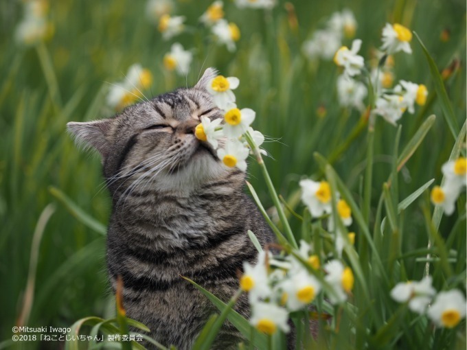 ねことじいちゃん - 写真7