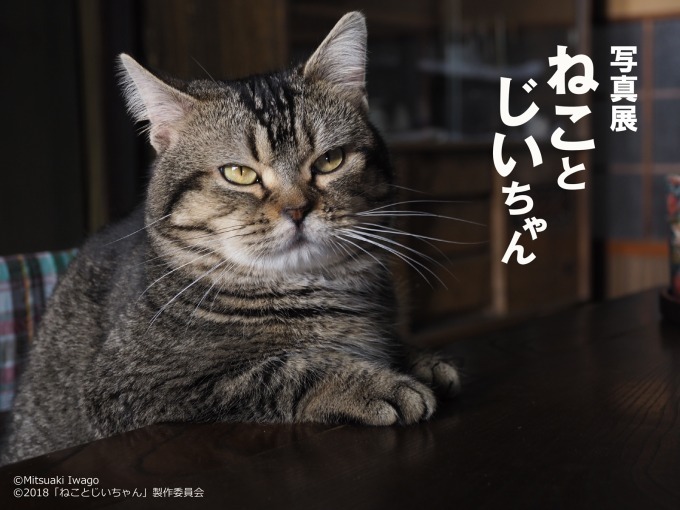 ねことじいちゃん - 写真12