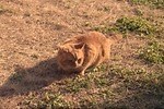 『ねことじいちゃん』場面カット｜写真9