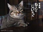 『ねことじいちゃん』場面カット｜写真12
