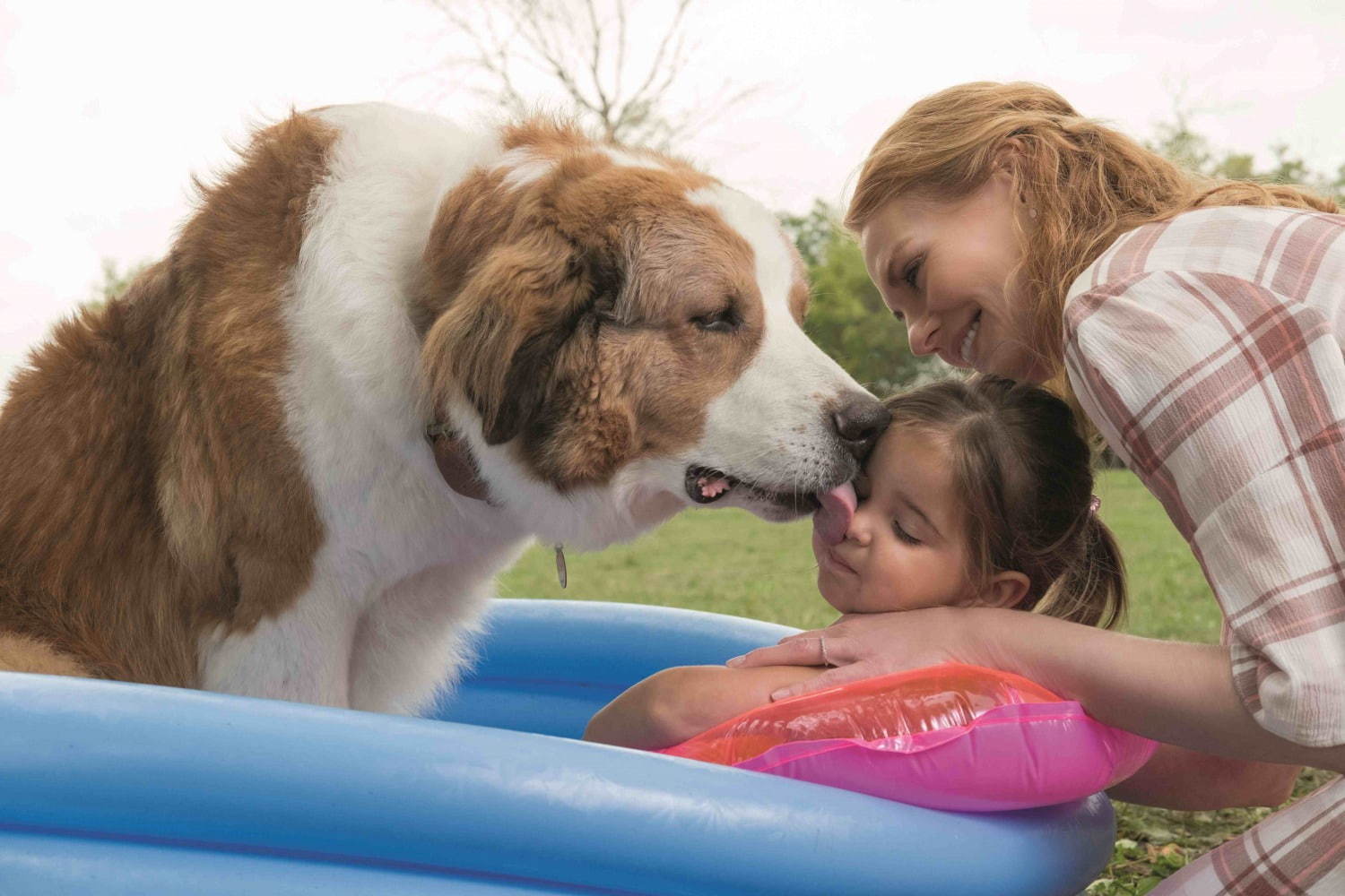 映画 僕のワンダフル ジャーニー 愛犬と飼い主のラブストーリー 僕のワンダフル ライフ 続編 ファッションプレス