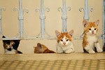 『猫が教えてくれたこと』場面カット｜写真2