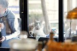 『猫が教えてくれたこと』場面カット｜写真6