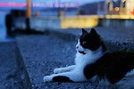 『猫が教えてくれたこと』場面カット｜写真9