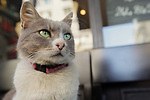『猫が教えてくれたこと』場面カット｜写真12