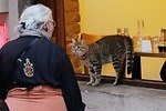 『猫が教えてくれたこと』場面カット｜写真17