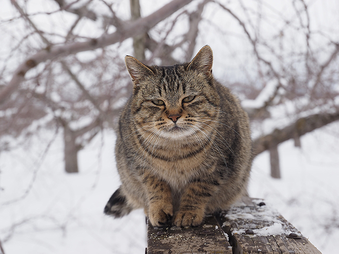 劇場版 岩合光昭の世界ネコ歩き - 写真11