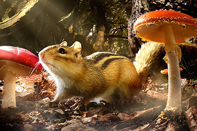 映画『小さな世界はワンダーランド』