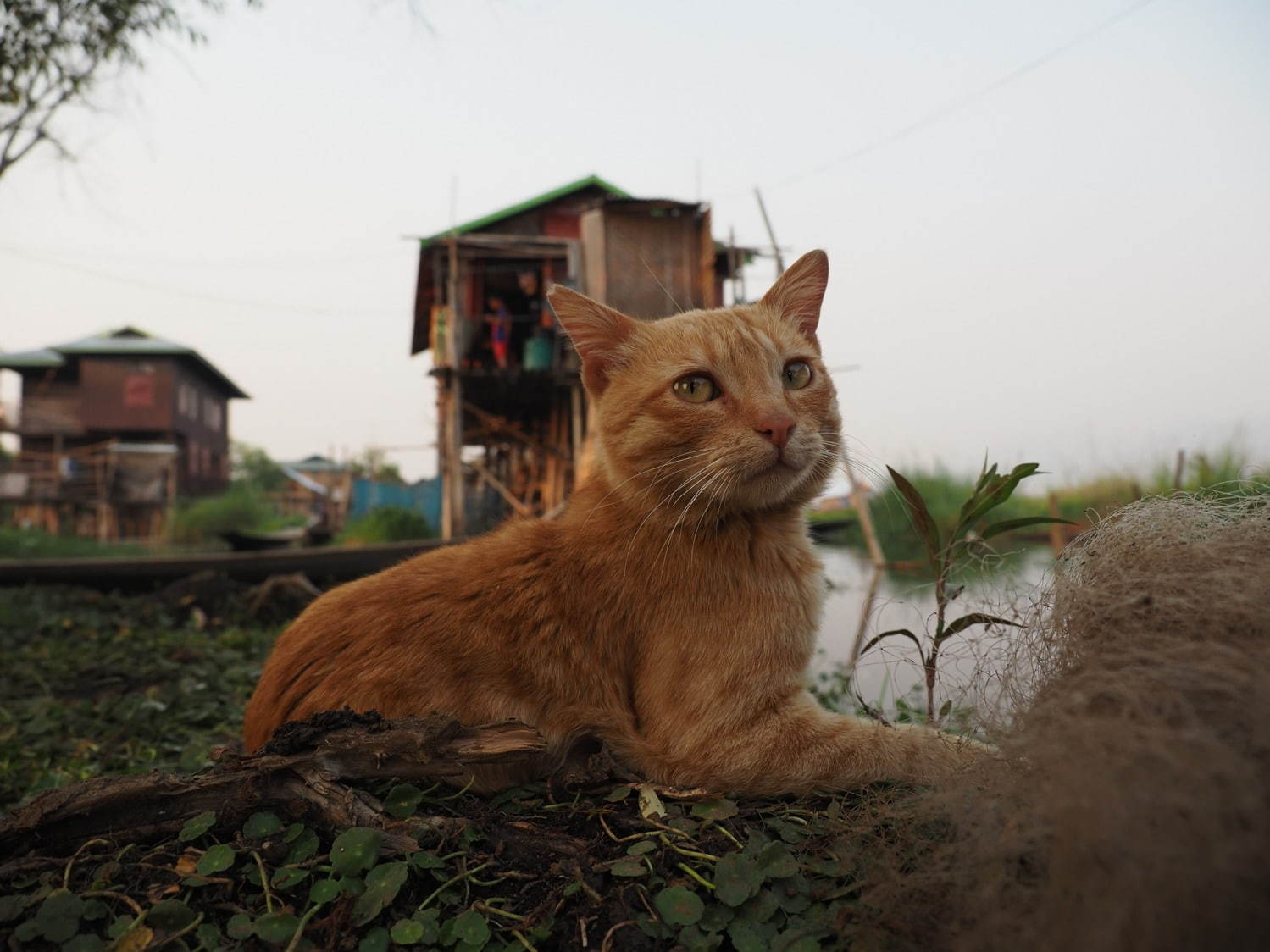 劇場版 岩合光昭の世界ネコ歩き あるがままに、水と大地のネコ家族 - 写真9