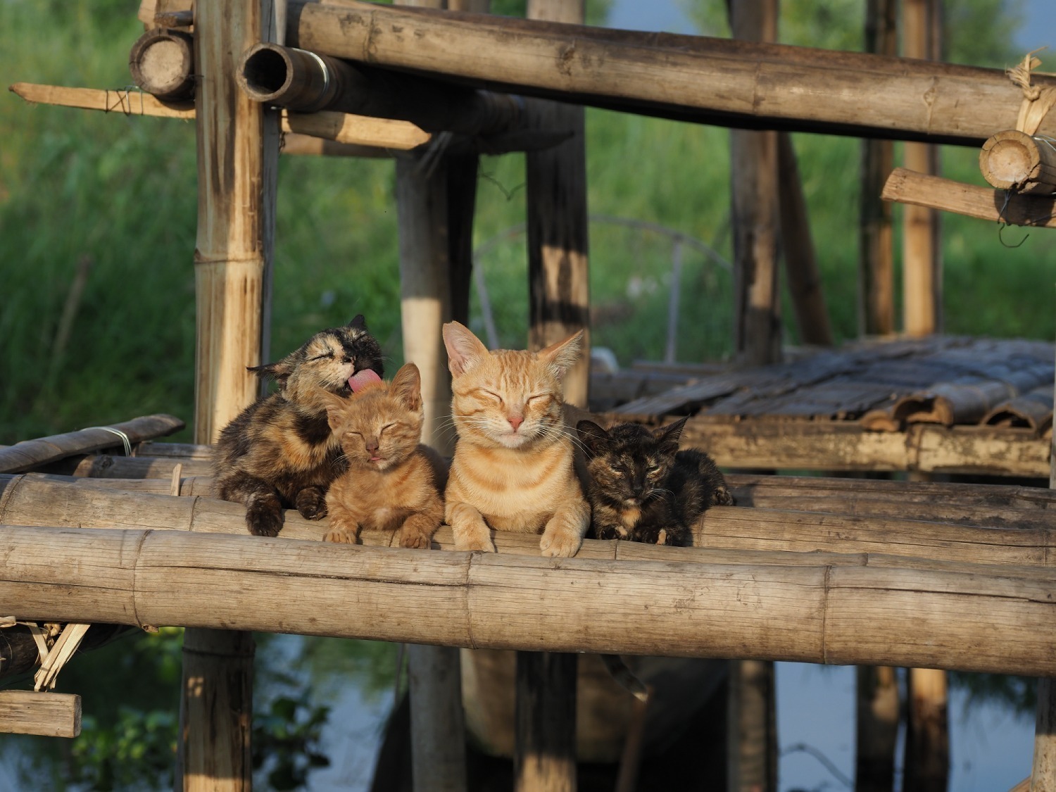 劇場版 岩合光昭の世界ネコ歩き あるがままに、水と大地のネコ家族 - 写真4
