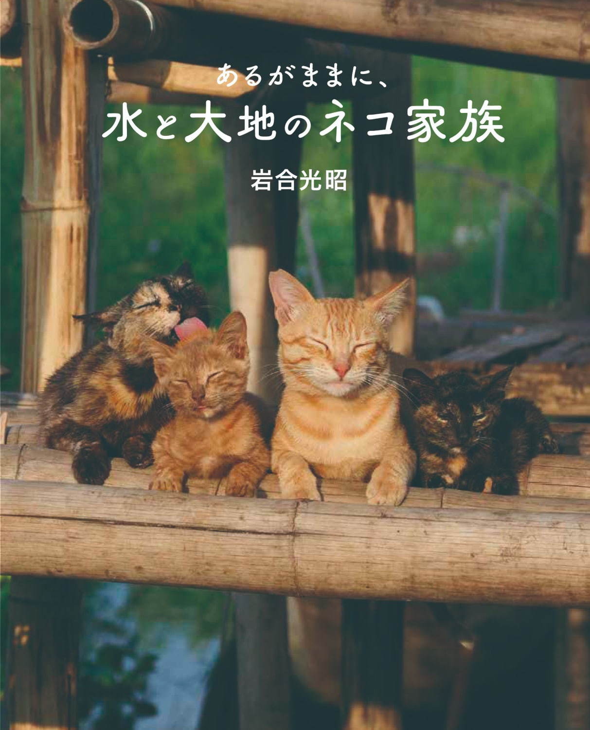 劇場版 岩合光昭の世界ネコ歩き あるがままに、水と大地のネコ家族 - 写真13