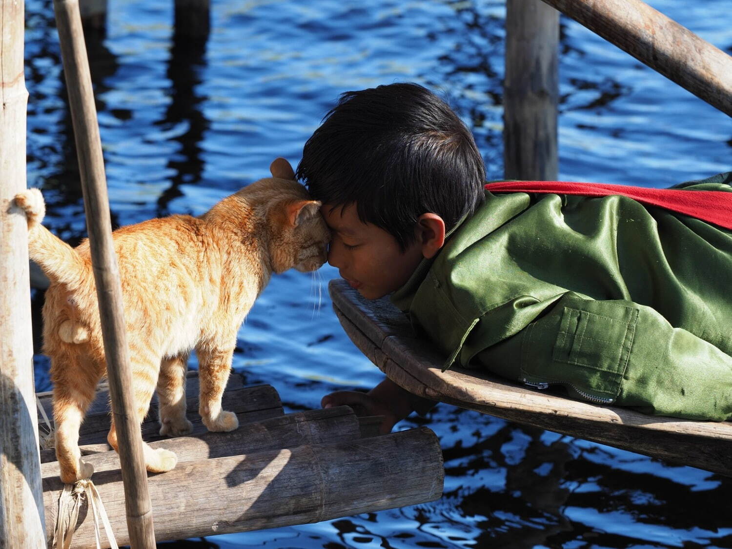 劇場版 岩合光昭の世界ネコ歩き あるがままに、水と大地のネコ家族 - 写真16