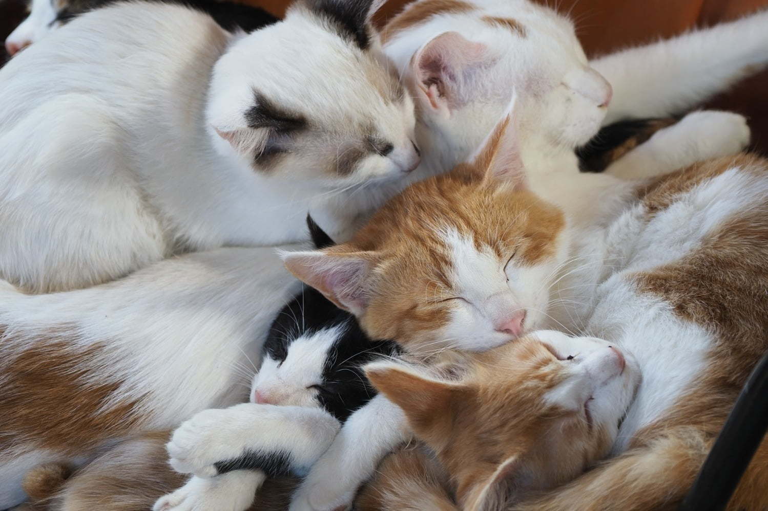 映画『劇場版 岩合光昭の世界ネコ歩き あるがままに、水と大地のネコ家族』