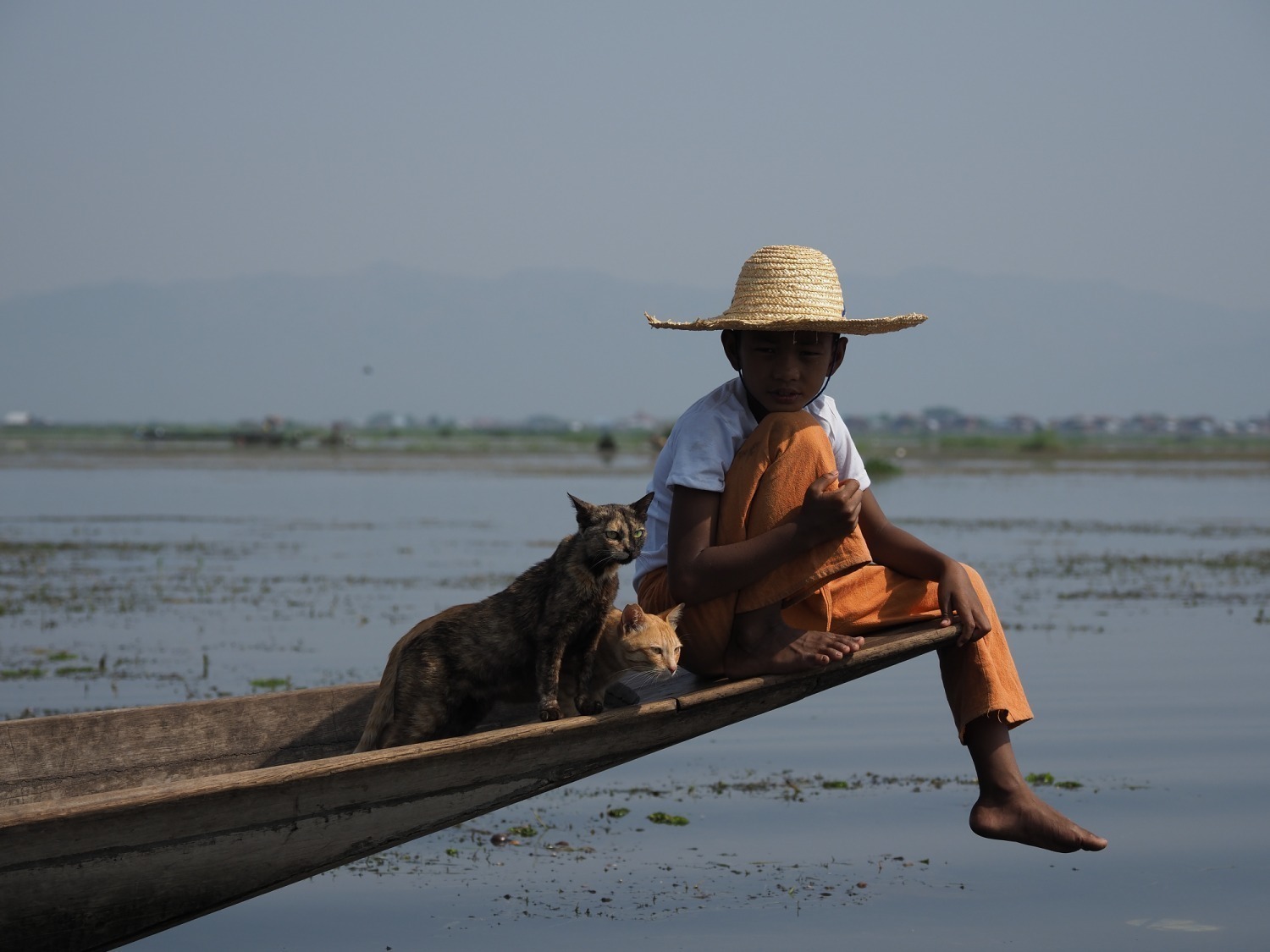 劇場版 岩合光昭の世界ネコ歩き あるがままに、水と大地のネコ家族 - 写真3