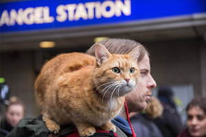 ボブという名の猫２ 幸せのギフト 画像6