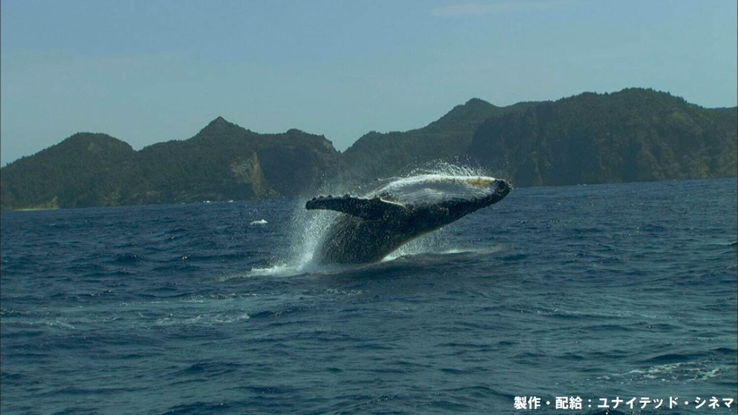 驚き！海の生きもの超伝説 劇場版ダーウィンが来た！ - 写真3