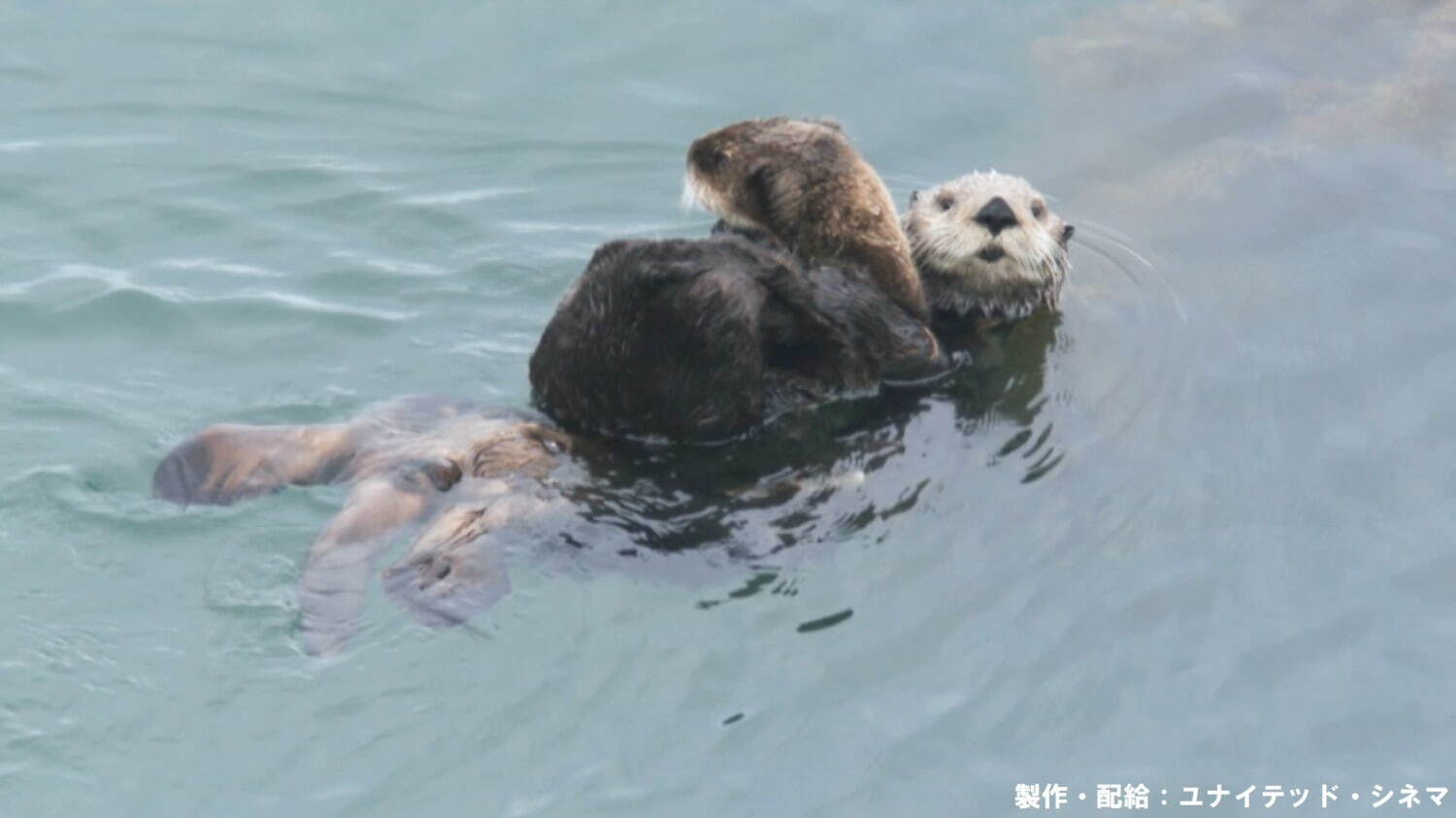 驚き！海の生きもの超伝説 劇場版ダーウィンが来た！ - 写真2