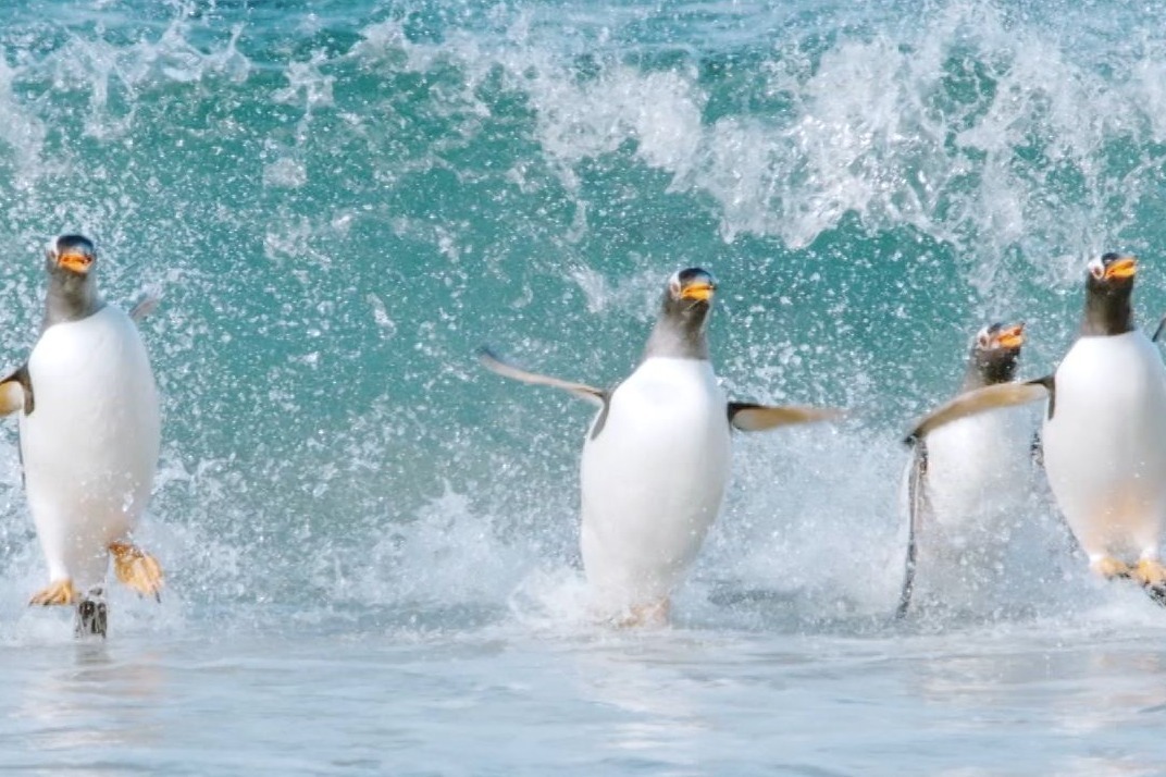 映画『驚き！海の生きもの超伝説 劇場版ダーウィンが来た！』
