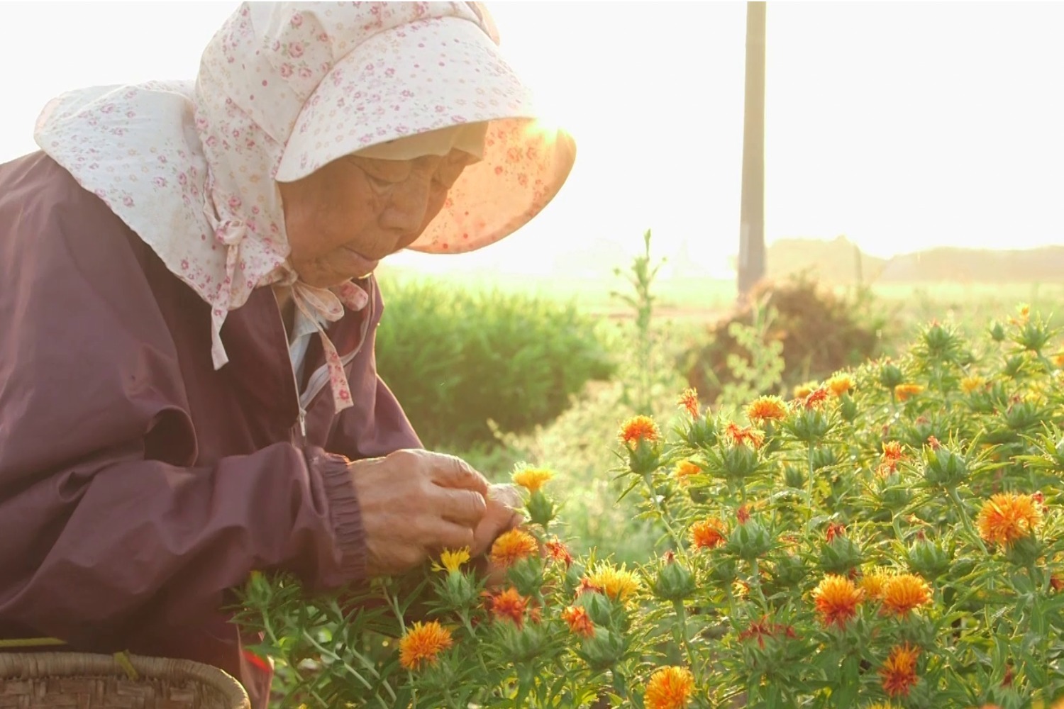 映画『紅花の守人 いのちを染める』