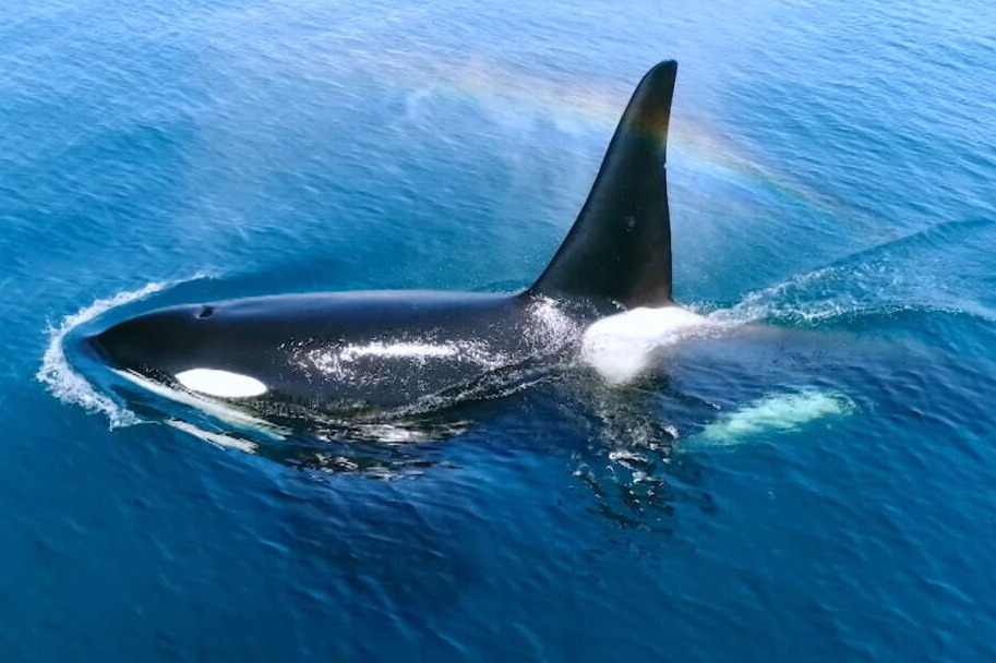 映画『日本列島生きもの超伝説 劇場版ダーウィンが来た！』