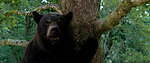 『コカイン・ベア』場面カット｜写真18