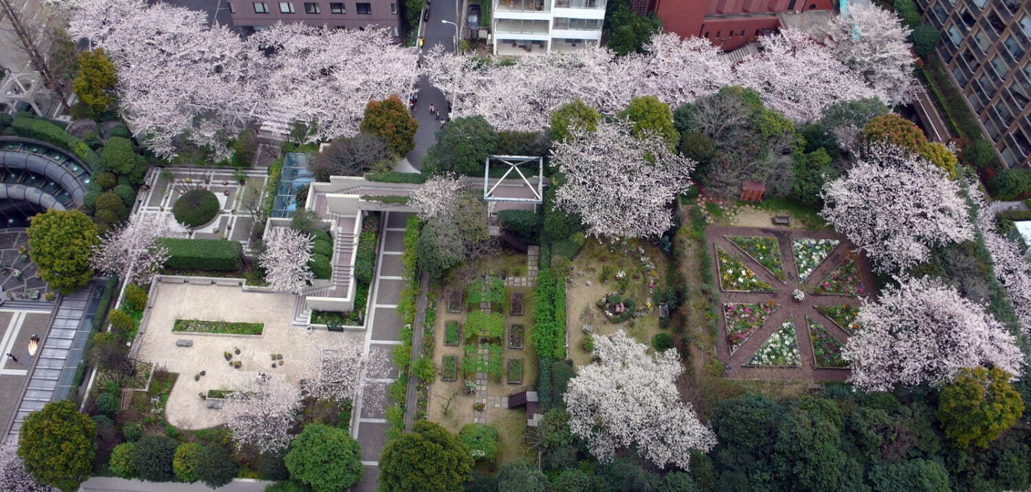 「アークヒルズ さくらまつり 2023」満開の桜並木＆ライトアップ、多国籍なグルメ屋台も｜写真5