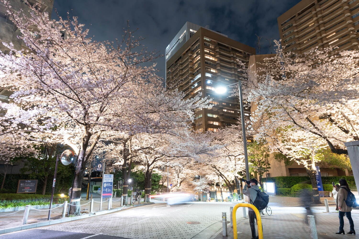 「アークヒルズ さくらまつり 2023」満開の桜並木＆ライトアップ、多国籍なグルメ屋台も｜写真4