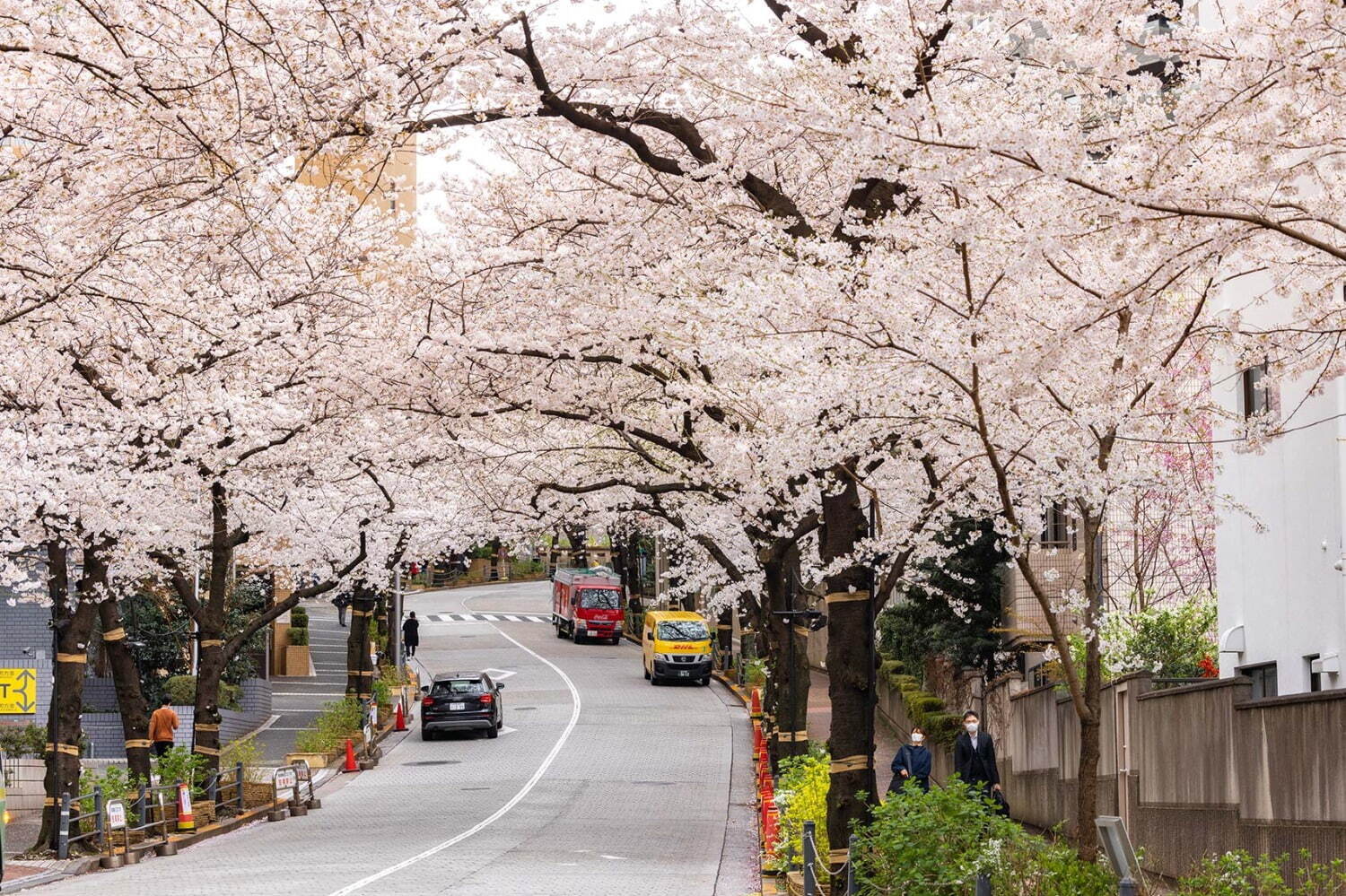 「アークヒルズ さくらまつり 2023」満開の桜並木＆ライトアップ、多国籍なグルメ屋台も｜写真2