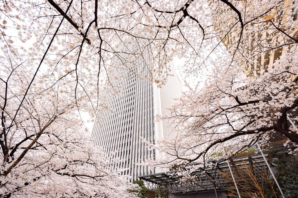 ご当地グルメ｜「アークヒルズ さくらまつり 2023」満開の桜並木＆ライトアップ、多国籍なグルメ屋台も