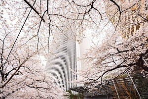 「アークヒルズ さくらまつり 2023」満開の桜並木＆ライトアップ、多国籍なグルメ屋台も｜写真1