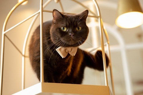 ジラフ人気ネクタイが“ネコ用”に、飼い主とお揃いで楽しむ？！華やか蝶ネクタイなど