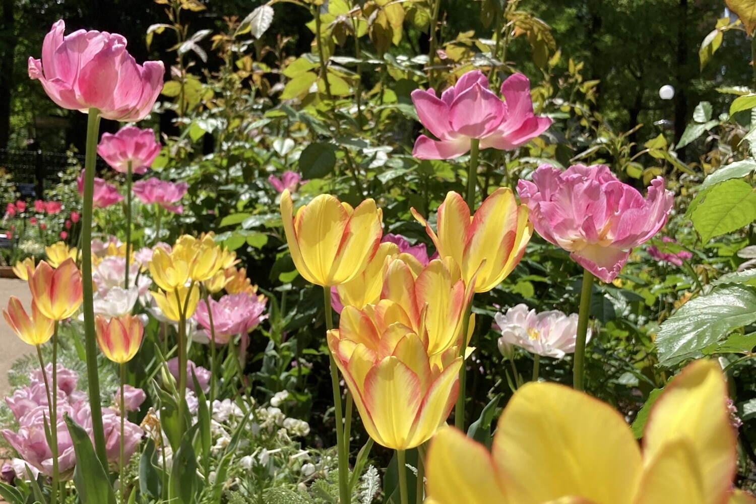 「練馬区立 四季の香 ローズガーデン」1万本のチューリップが園内を春色に染めるイースターイベント｜写真7