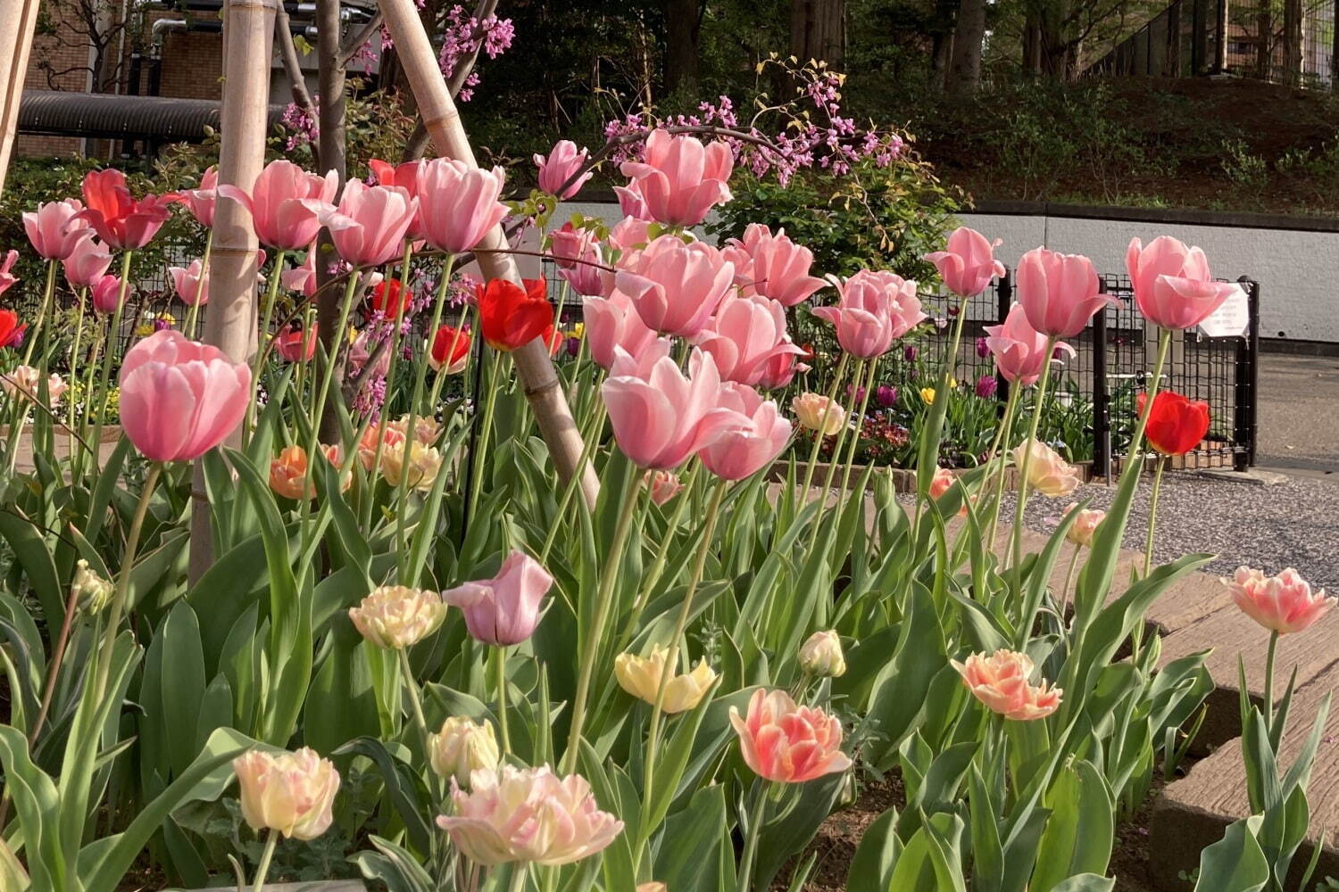 「練馬区立 四季の香 ローズガーデン」1万本のチューリップが園内を春色に染めるイースターイベント｜写真1