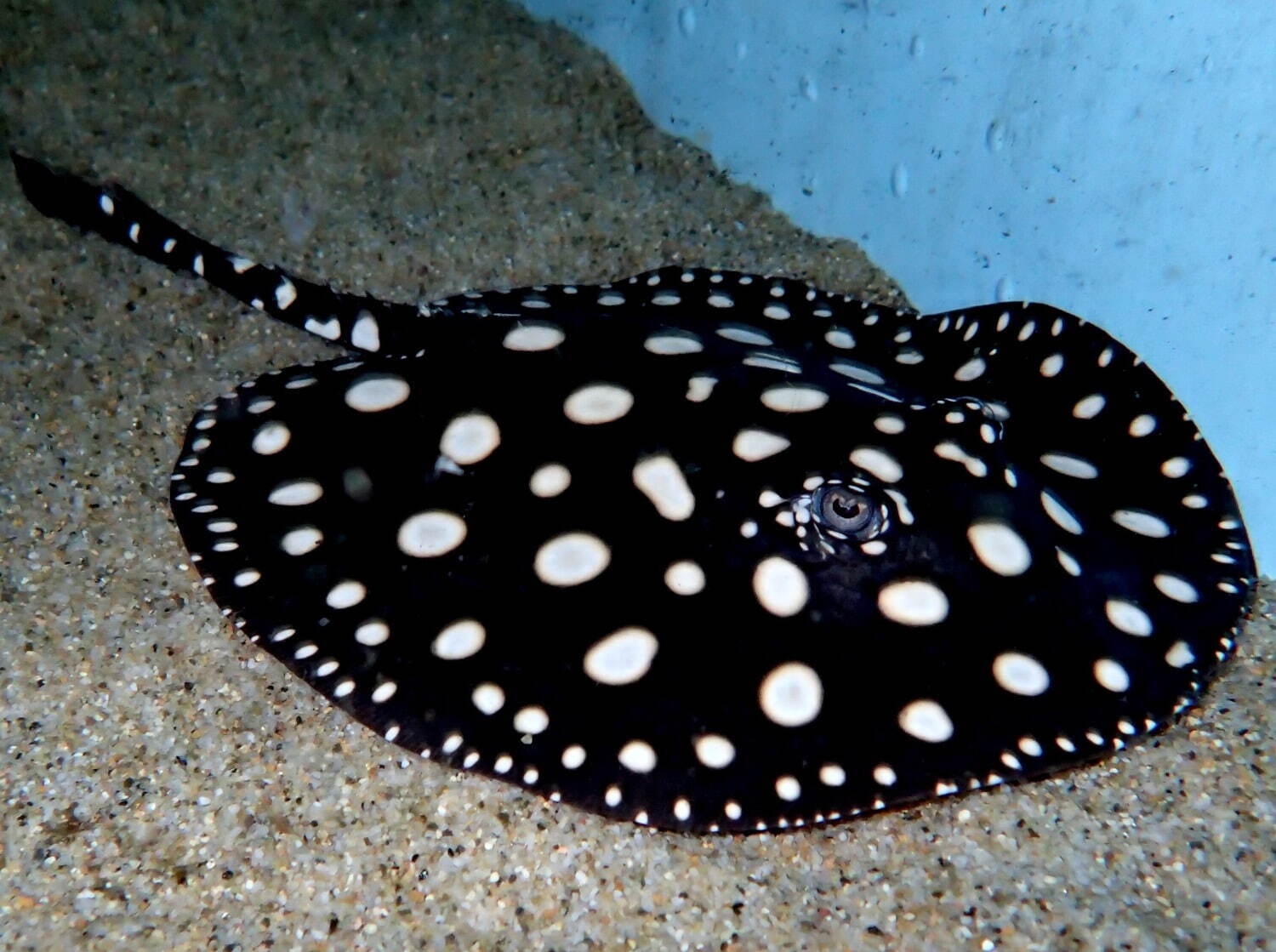 サンシャイン水族館の特別展「毒毒毒毒毒毒毒毒毒展 リミックス」毒生物約25種、スカンク刺激臭体験も｜写真1