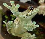 サンシャイン水族館の特別展「毒毒毒毒毒毒毒毒毒展 リミックス」毒生物約25種、スカンク刺激臭体験も｜写真2