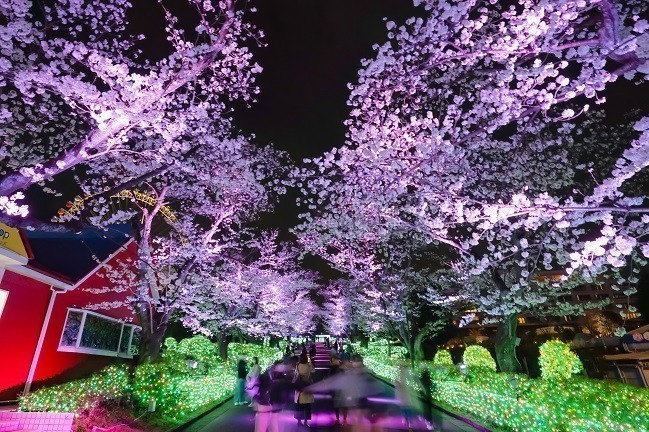 【全国の花見イベント2023】東京＆観光地のおすすめ公園など、桜の名所～フラワーガーデンまで｜写真4