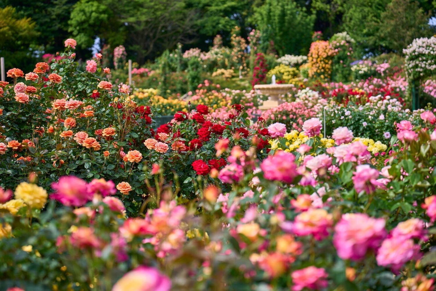 【全国の花見イベント2023】東京＆観光地のおすすめ公園など、桜の名所～フラワーガーデンまで｜写真15