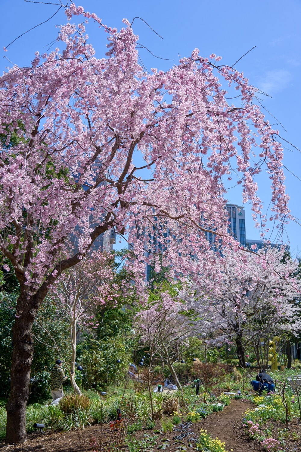 東京ガーデンテラス紀尾井町の春イベント「紀尾井・花の駅」夜桜の虹色ライトアップ＆桜スイーツ｜写真4