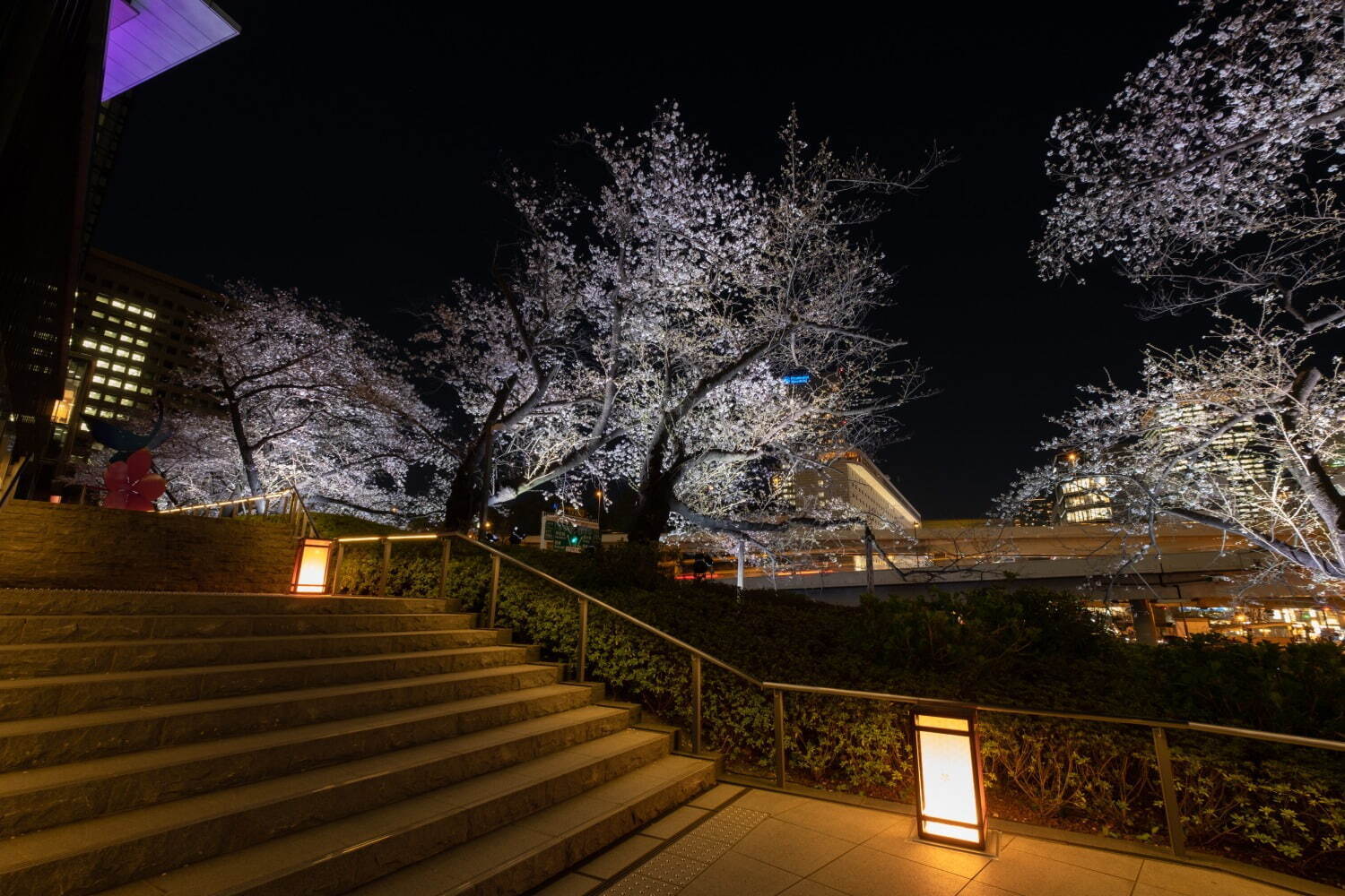 東京ガーデンテラス紀尾井町の春イベント「紀尾井・花の駅」夜桜の虹色ライトアップ＆桜スイーツ｜写真6