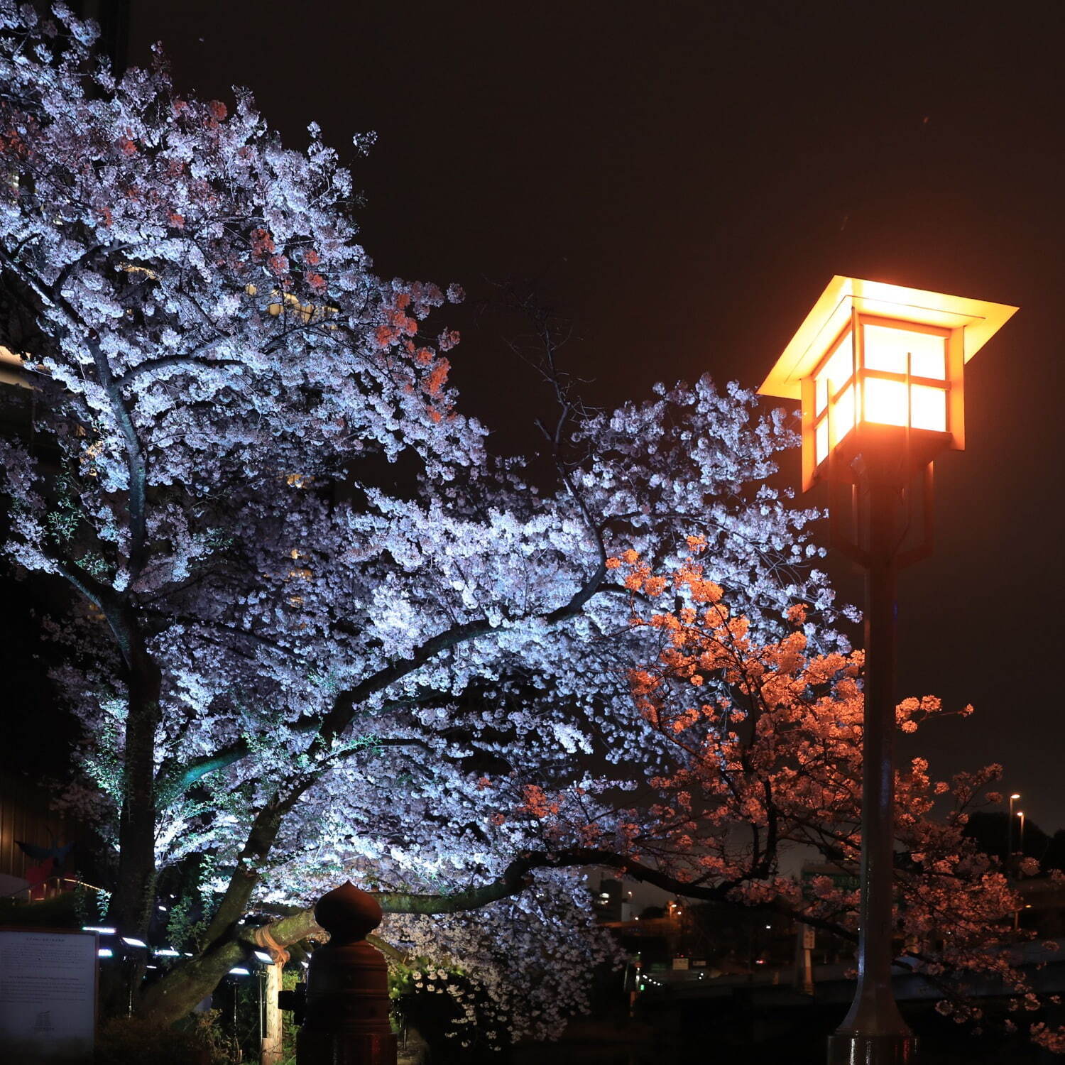 東京ガーデンテラス紀尾井町の春イベント「紀尾井・花の駅」夜桜の虹色ライトアップ＆桜スイーツ｜写真5